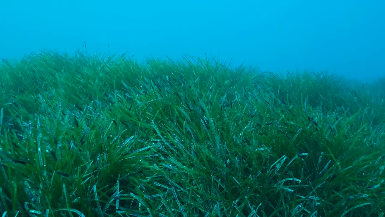 郁郁葱葱的海草，上青色的海水背景。相机向前移动在绿色海草地中海绦草或海王星草(Posidonia)。地中海、塞浦路斯视频素材