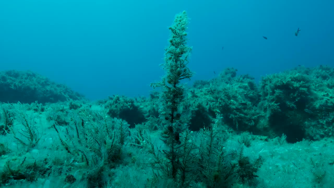 褐藻海藻。自然背景。地中海、塞浦路斯视频素材