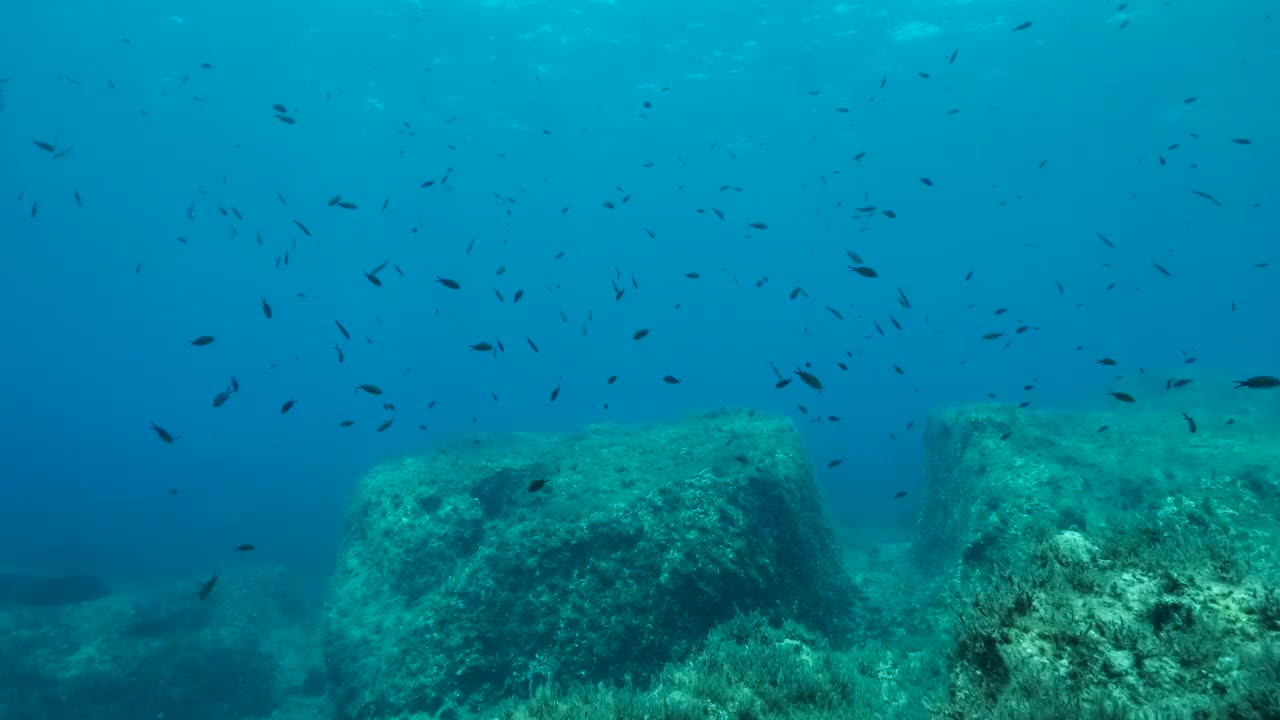 地中海染色鱼(chromis chromis)游过覆盖着棕色海藻(Cystoseira)的岩石海床。在靠近海底时，相机侧移到左边。4K - 60帧。塞浦路斯视频素材