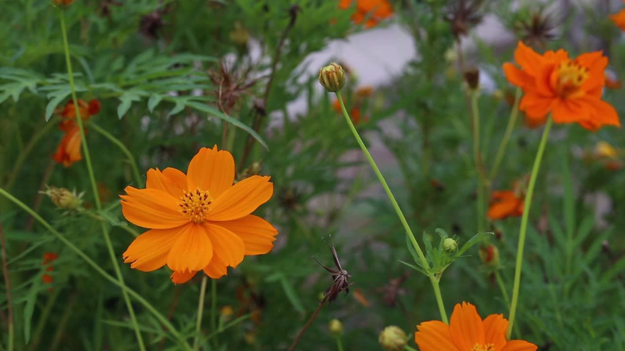 黄色的宇宙花在田野里盛开。视频素材