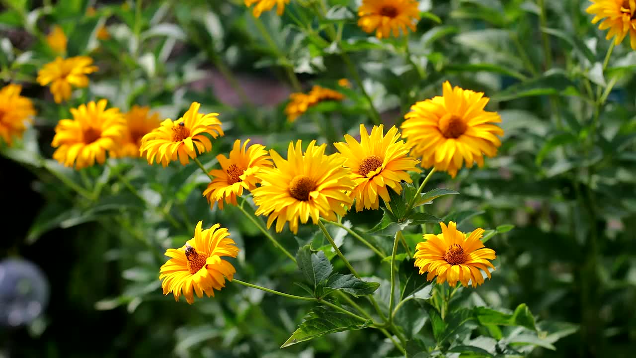 黄色花瓣的洋甘菊。美丽的黄花在花园里，花儿在风中摇曳视频素材