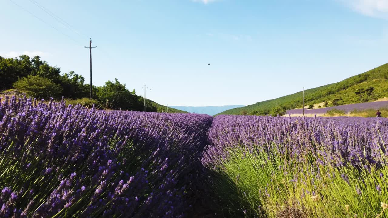 夏季薰衣草田视频素材