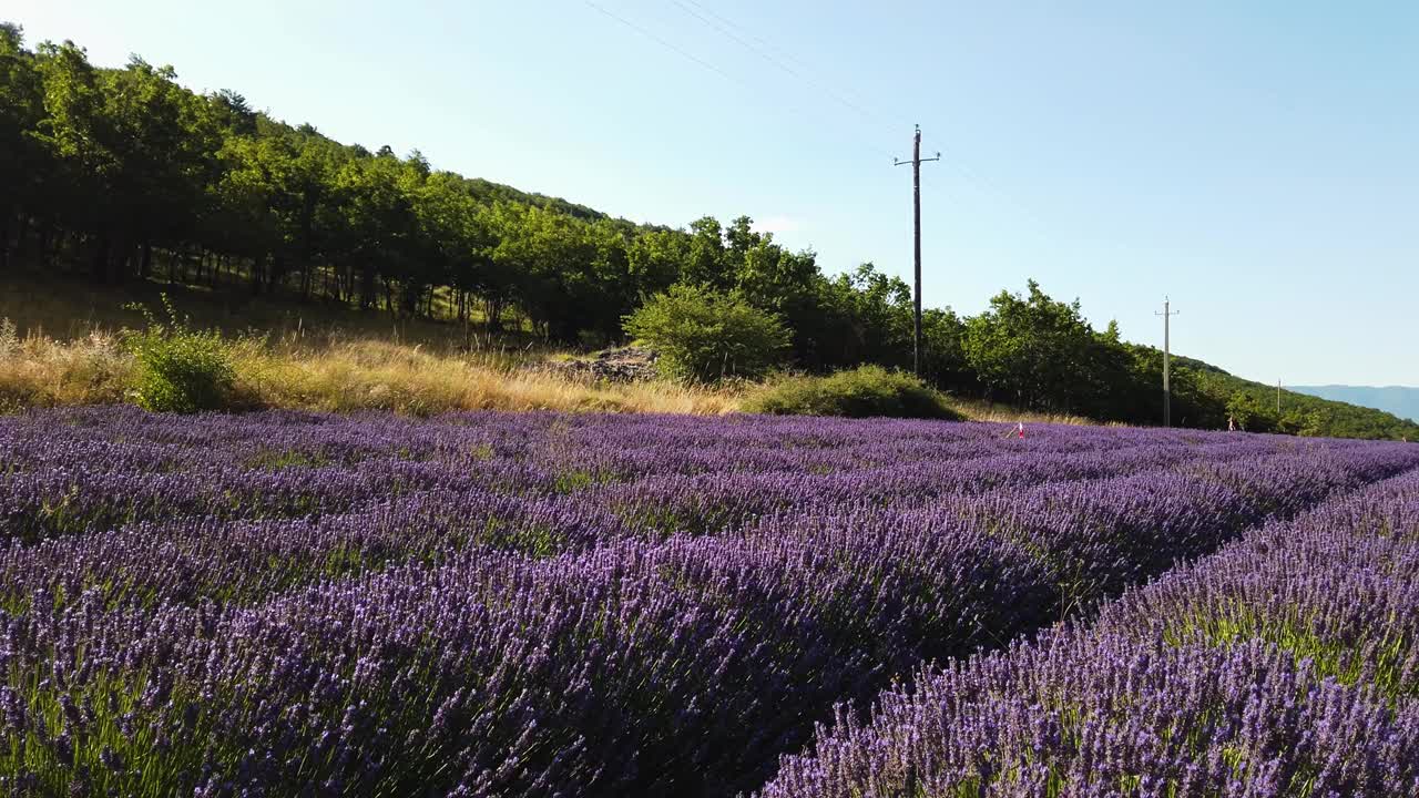 夏季薰衣草田视频素材