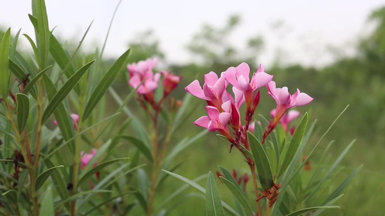 夹竹桃，月桂花或夹竹桃。视频素材