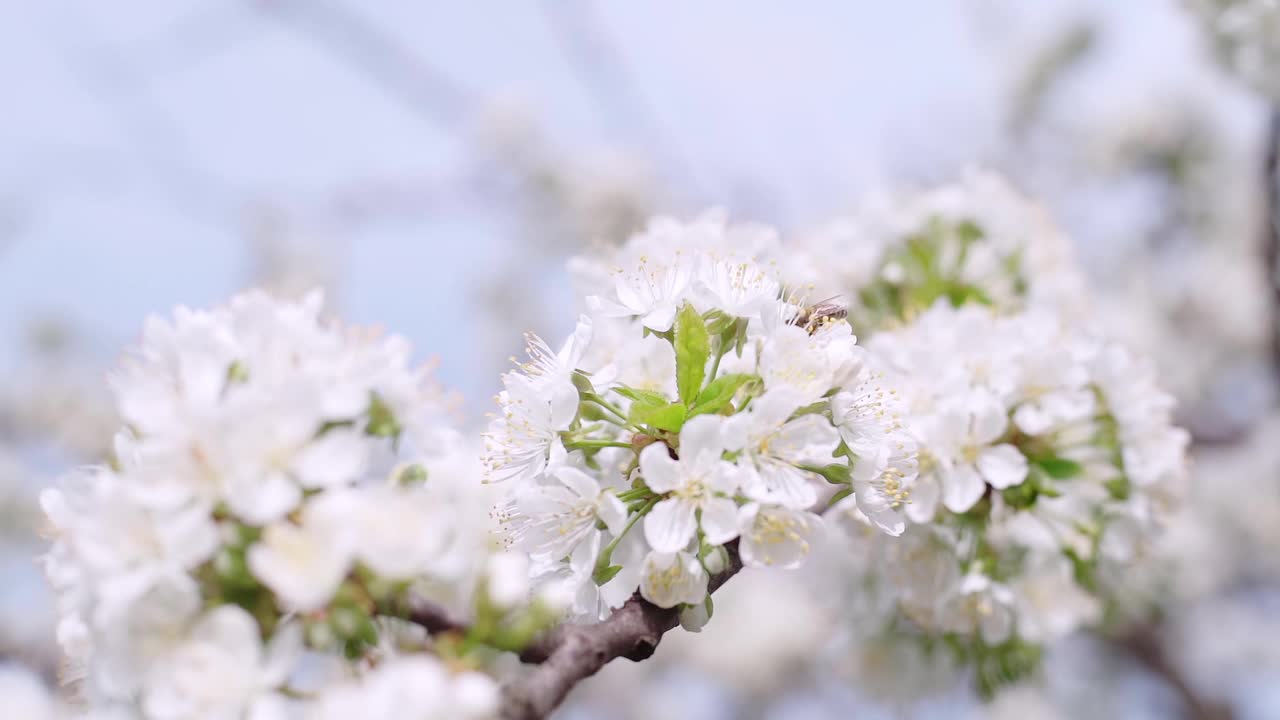 蜜蜂飞来飞去，花儿朵朵，慢动作。春天开花视频素材