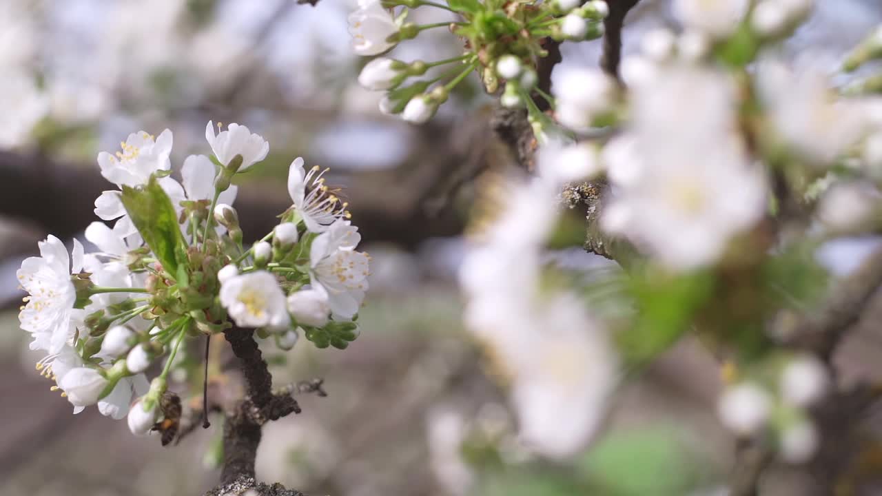 蜜蜂飞来飞去，花儿朵朵，慢动作。春天开花视频素材