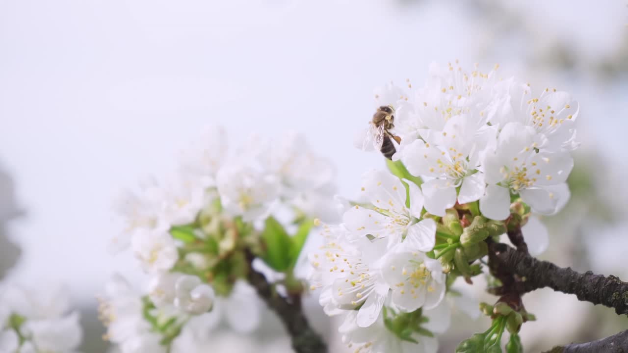 蜜蜂飞来飞去，花儿朵朵，慢动作。春天开花视频素材