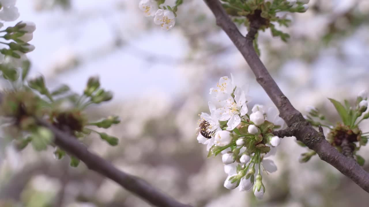 蜜蜂飞来飞去，花儿朵朵，慢动作。春天开花视频素材