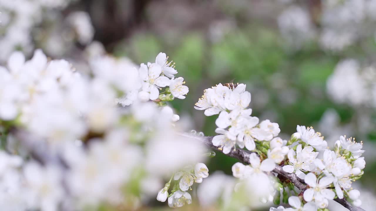 蜜蜂飞来飞去，花儿朵朵，慢动作。春天开花视频素材