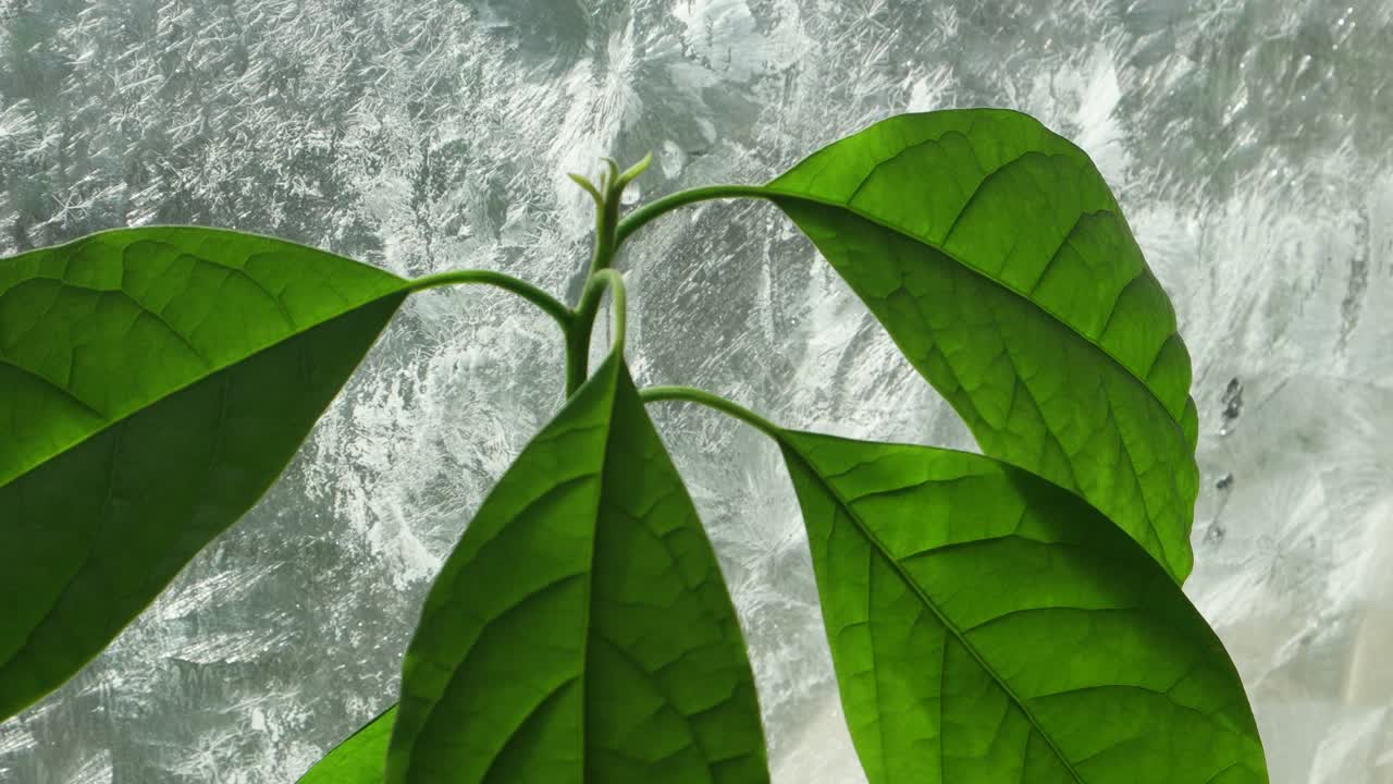 ． 牛油果嫩枝和霜冻的窗户视频素材