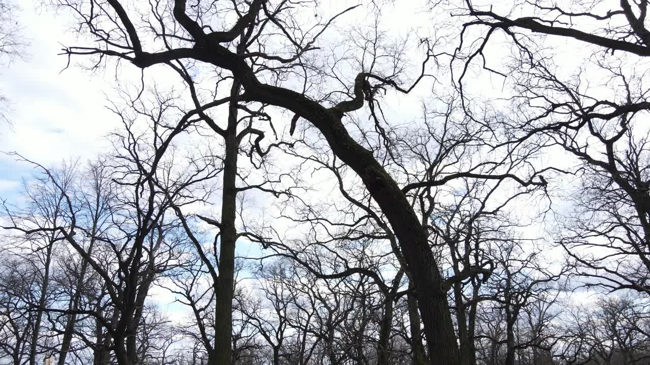 无叶森林的鸟瞰图视频素材