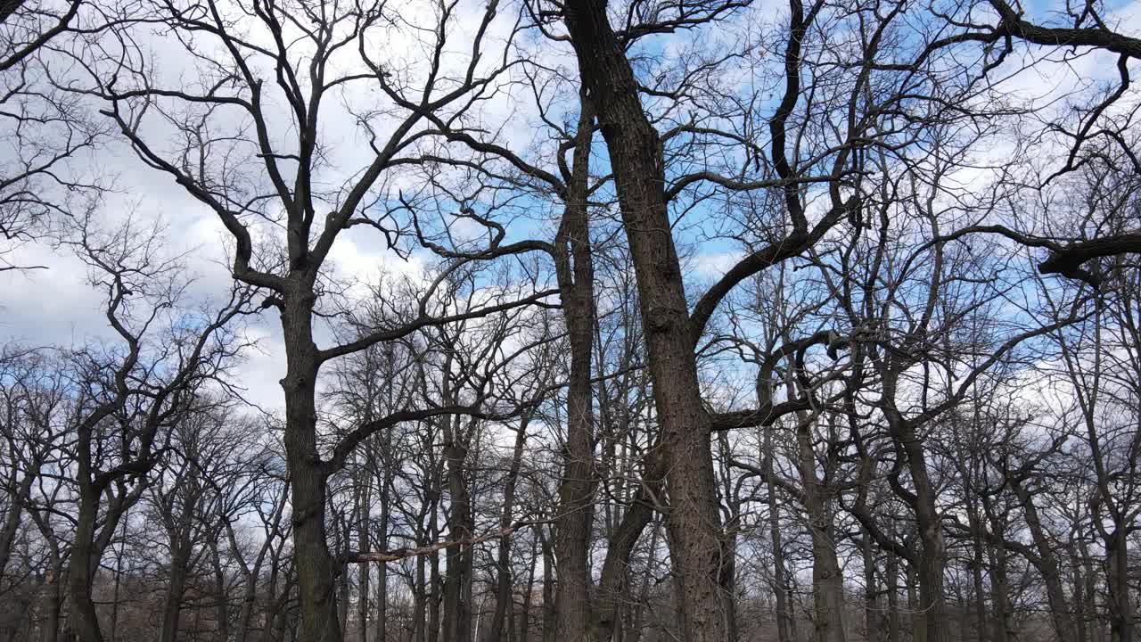 无叶森林的鸟瞰图视频素材