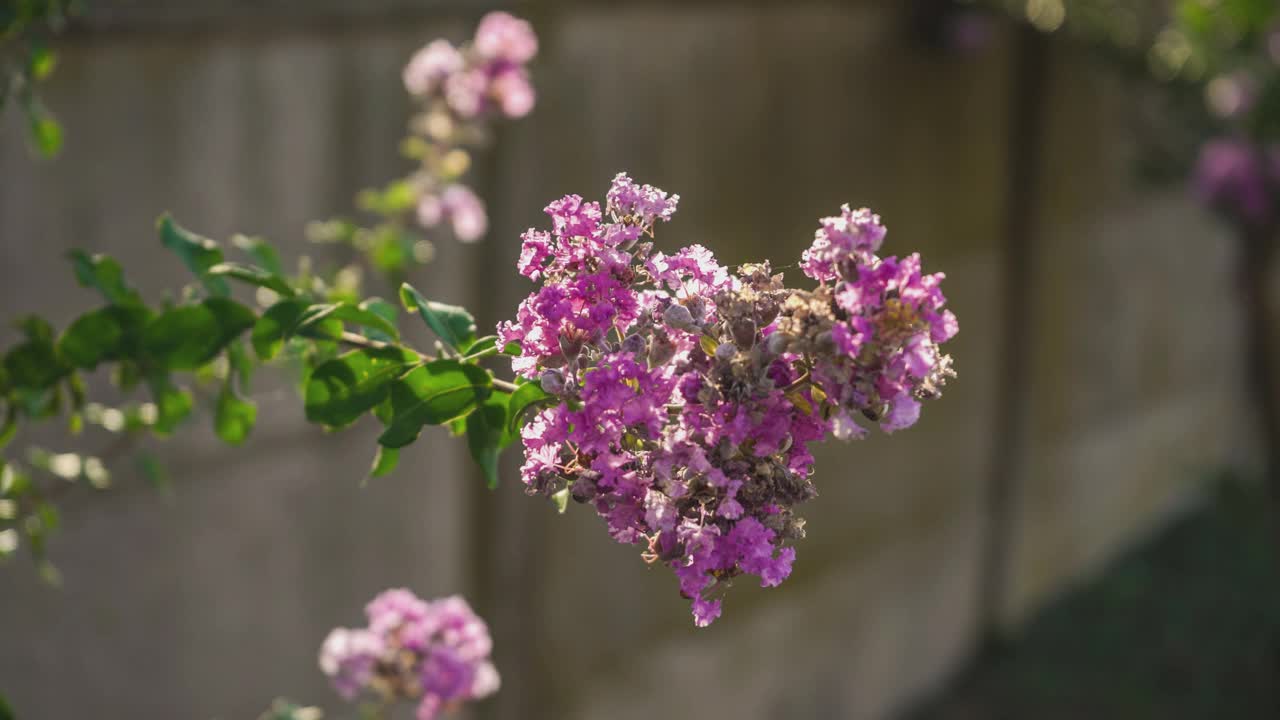 Lagerstroemia花的细节视频素材