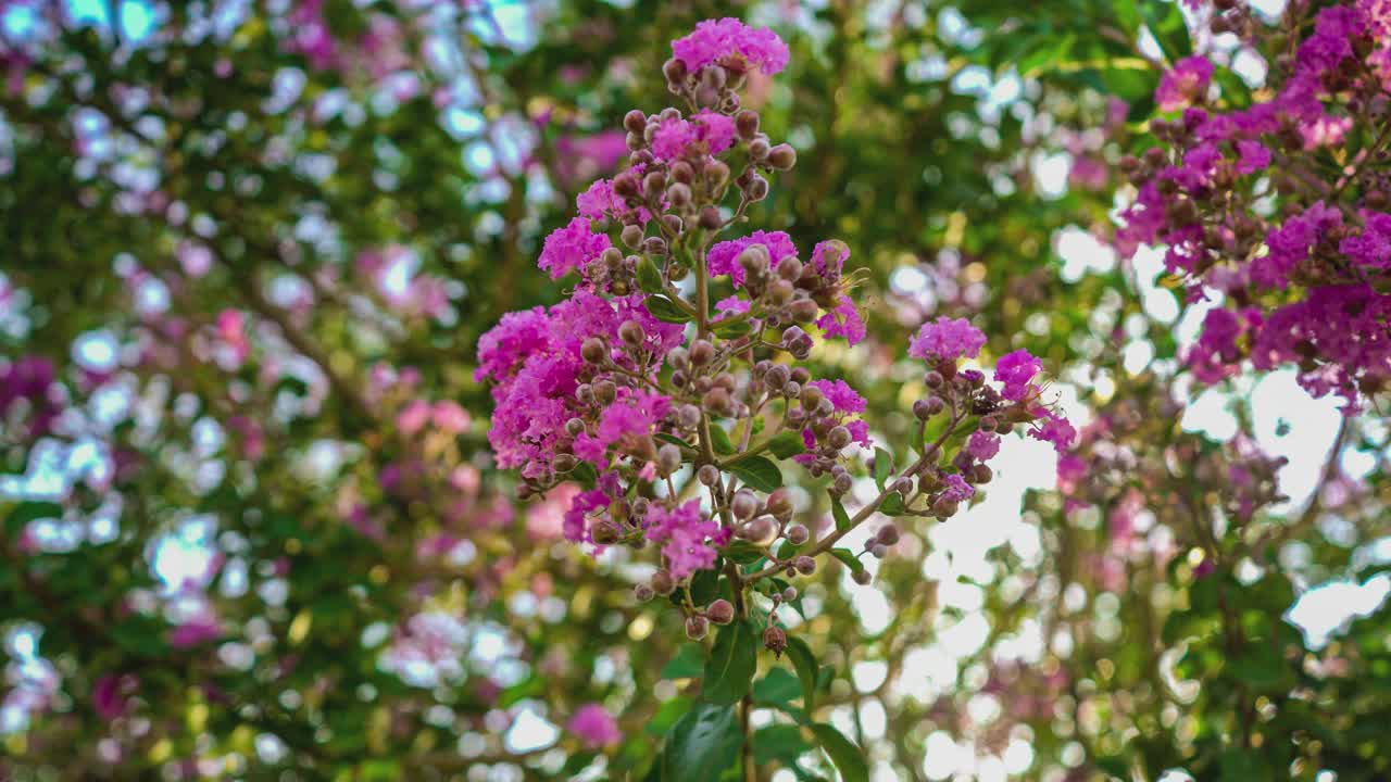 紫薇花细部3视频素材