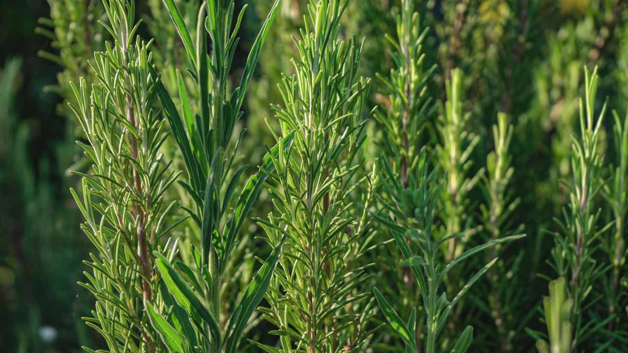 迷迭香植物细节4视频素材