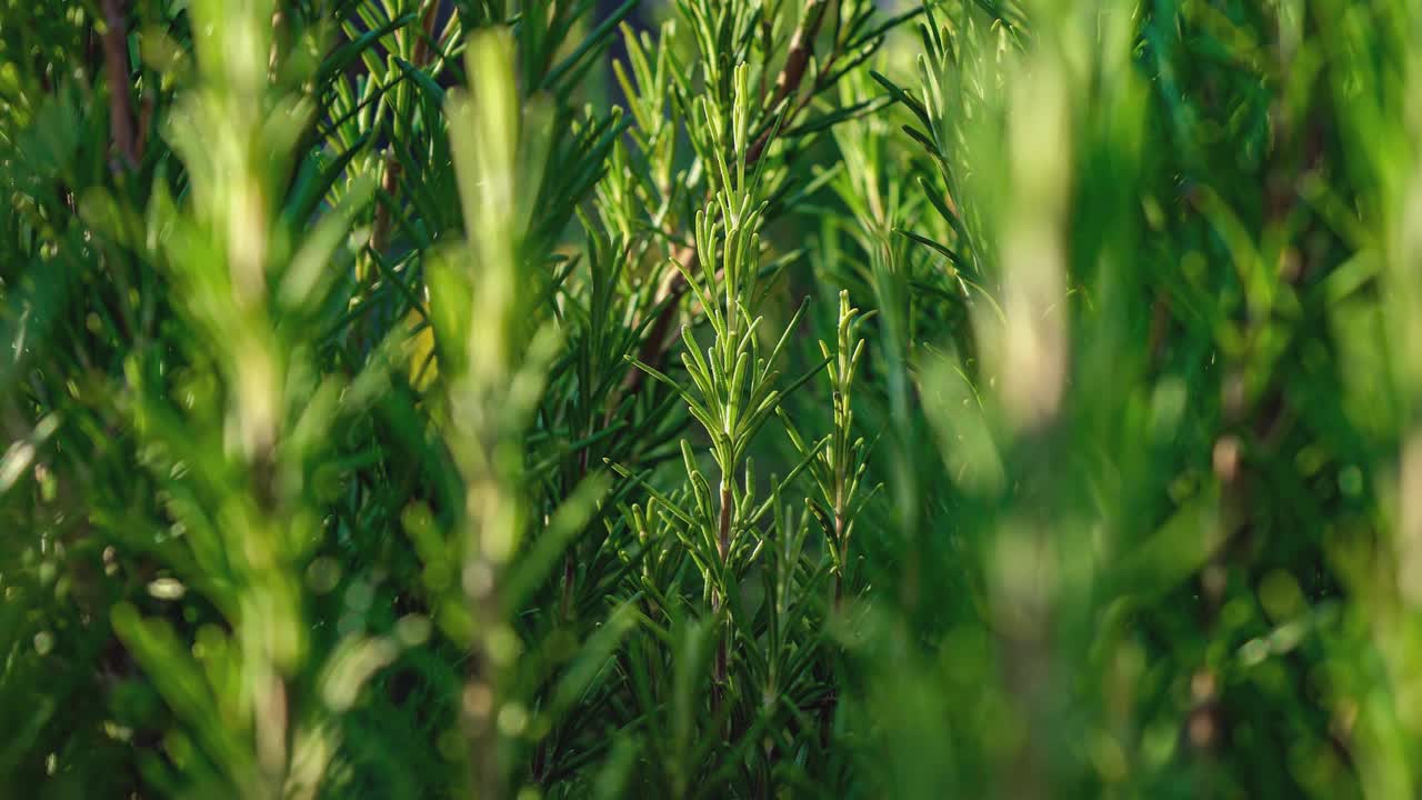 迷迭香植物细目5视频素材