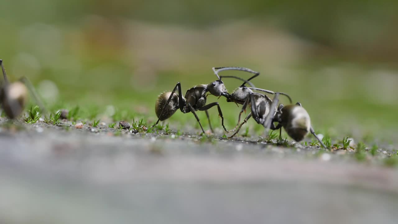 金蚂蚁为死去的蚂蚁的尸体而战视频素材