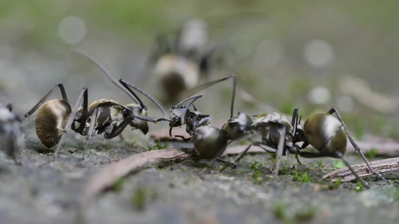 金蚂蚁为死去的蚂蚁的尸体而战视频素材