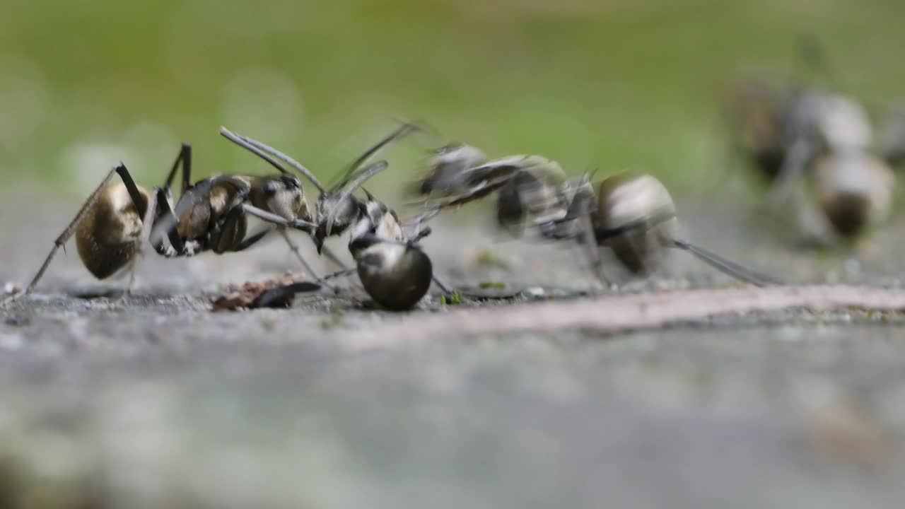 金蚂蚁为死去的蚂蚁的尸体而战视频素材