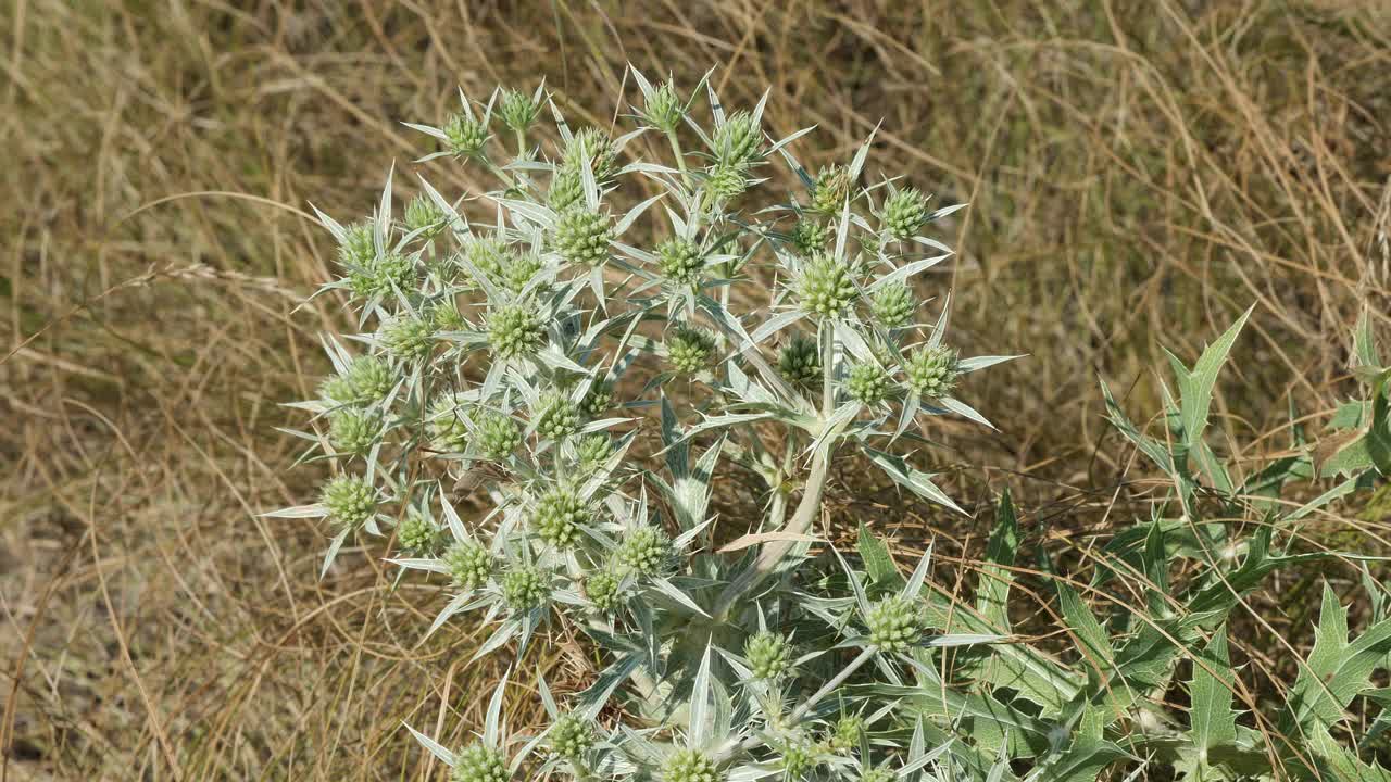 植物狼疮特写。视频素材