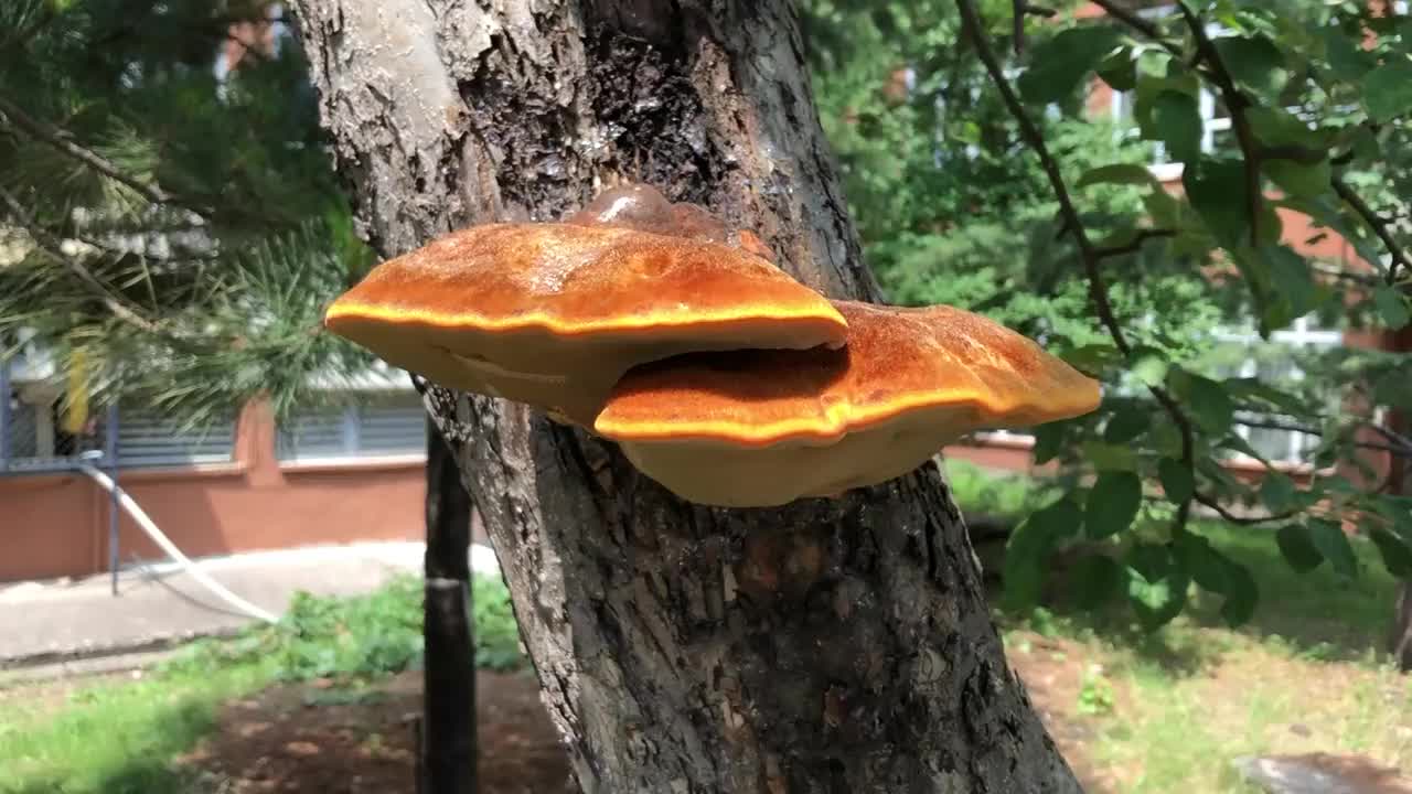 大树真菌。它以黄色和橙色的色调和伞状的形状包裹着树干。视频素材