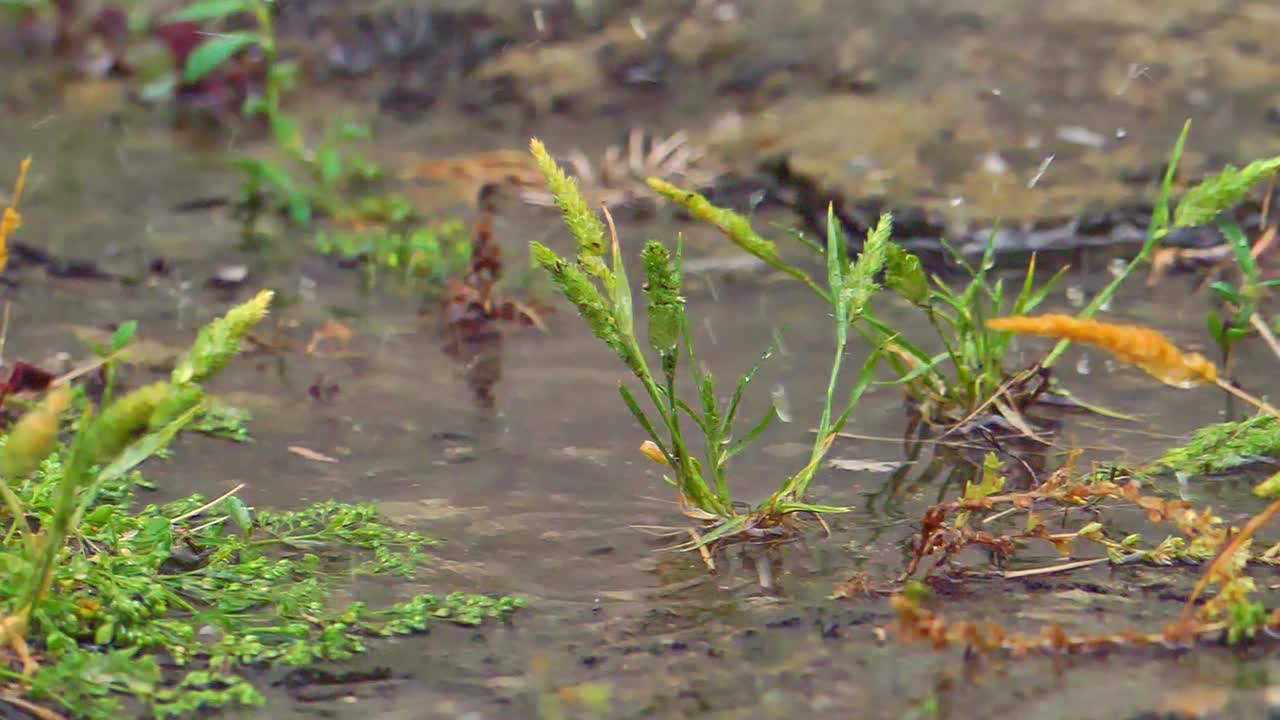 大草原雨视频素材