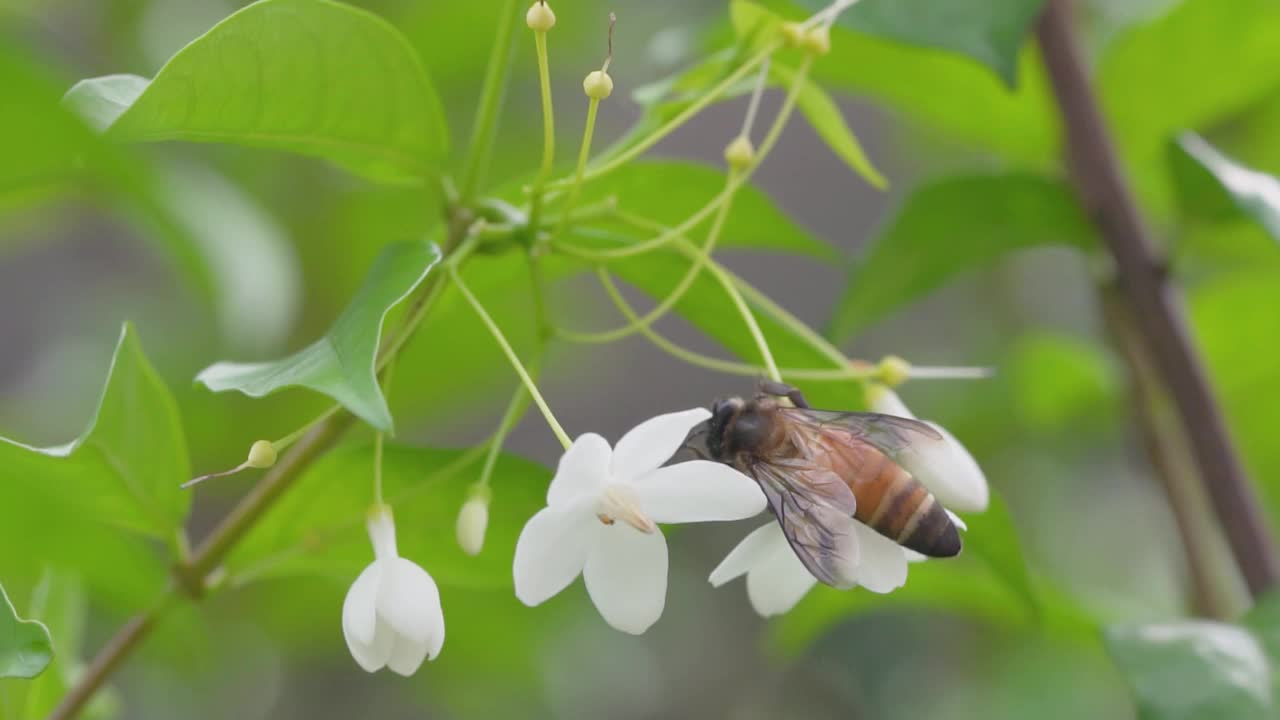 蜜蜂在白花上采集花粉，蜜蜂从花上采集花蜜的慢动作视频下载