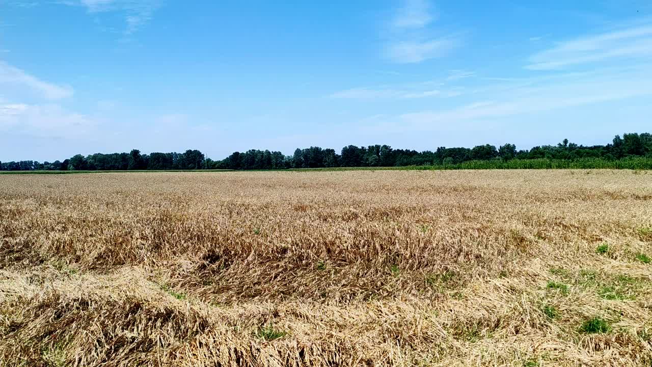 夏天的麦田里有着蓝天的风景视频素材