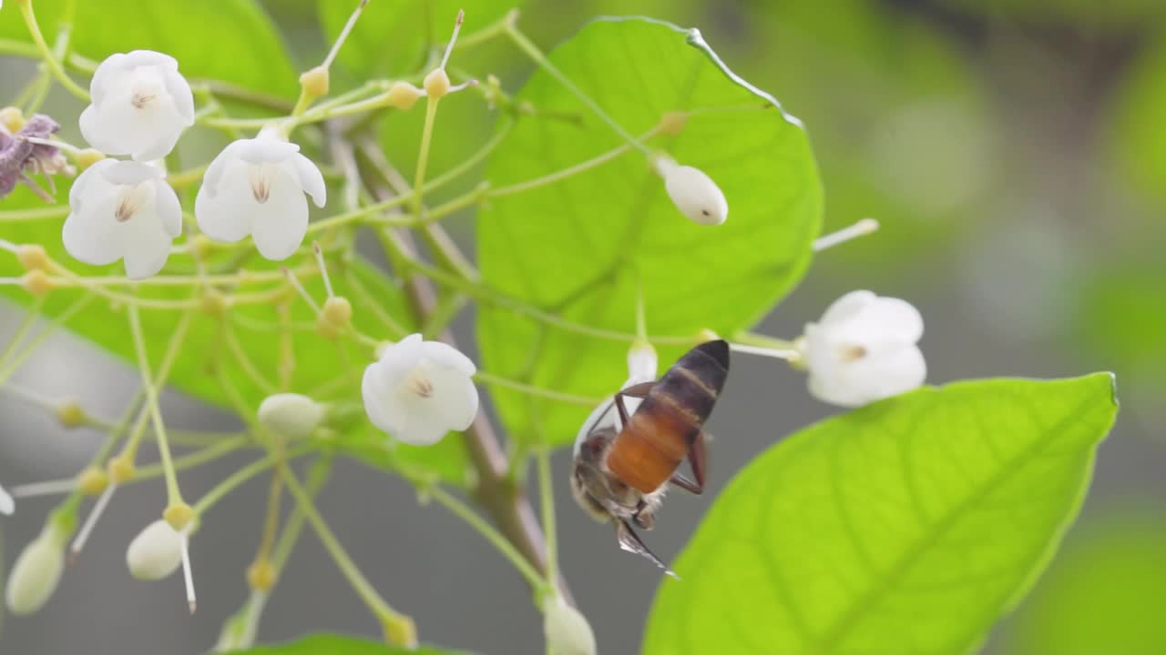 蜜蜂在白花上采集花粉，蜜蜂从花上采集花蜜的慢动作视频下载