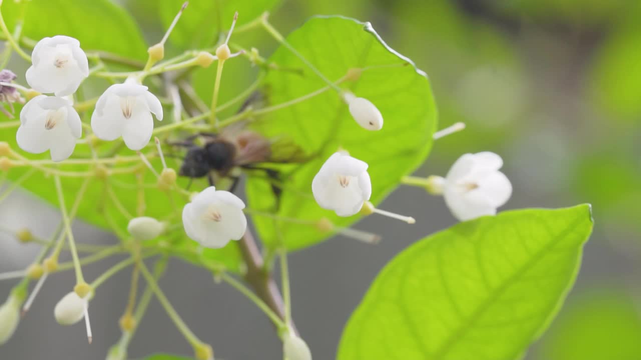 蜜蜂在白花上采集花粉，蜜蜂从花上采集花蜜的慢动作视频素材