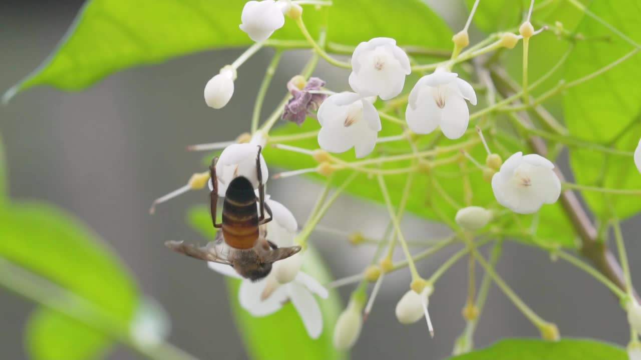 蜜蜂在白花上采集花粉，蜜蜂从花上采集花蜜的慢动作视频素材