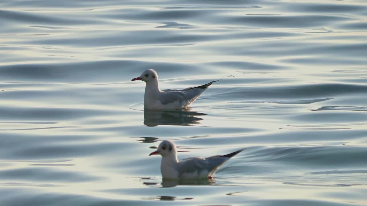 海鸥在4k湖视频素材