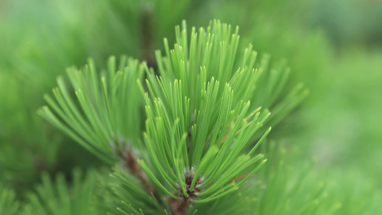 特写绿色松树新鲜的针在一个模糊的背景视频素材