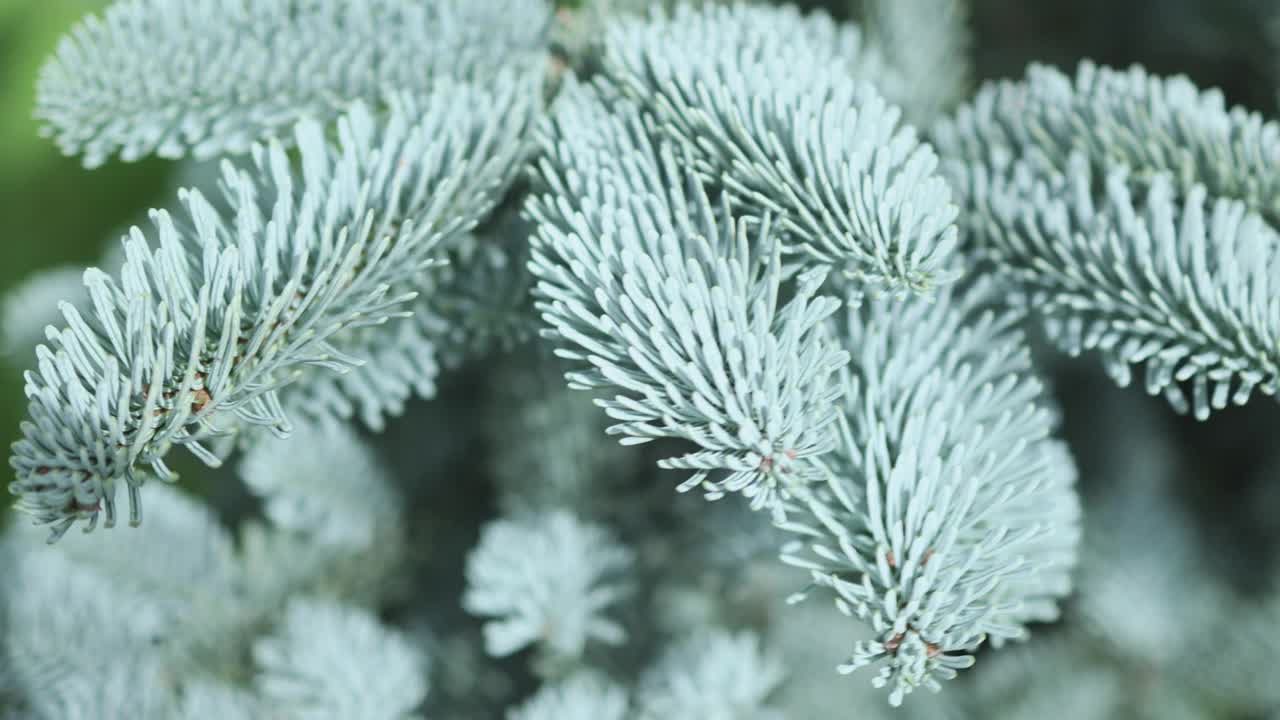 特写镜头:一棵蓝色云杉的树枝上，新鲜的针叶在上下移动视频素材