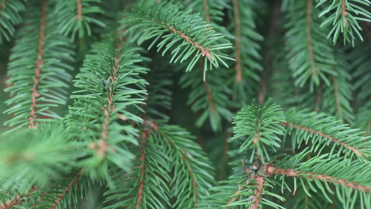 绿色新鲜的圣诞树针叶冷杉树常绿的背景视频素材