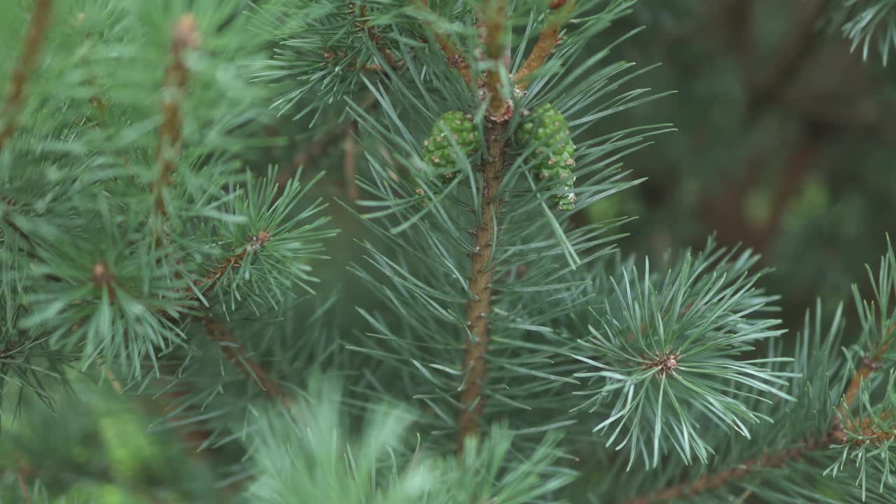 松枝上的绿色球果在风中摇曳视频素材