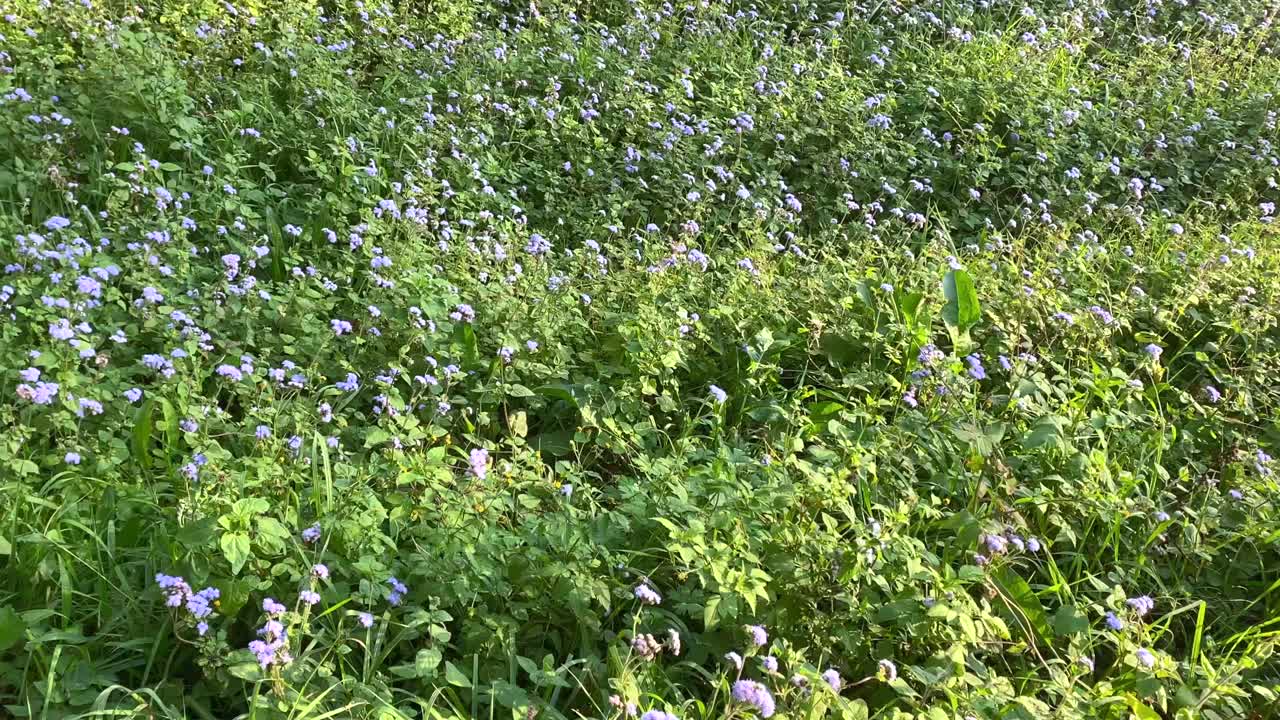 澳大利亚野生蓝貂植物视频素材