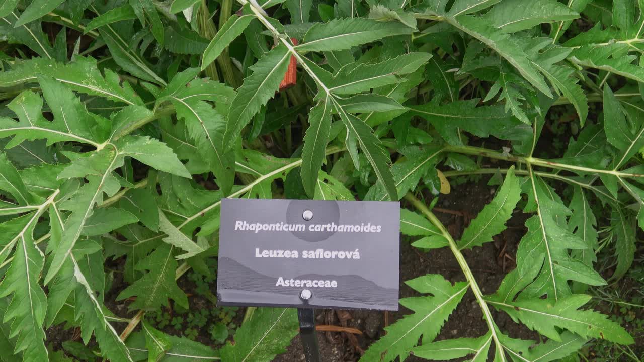 黄芪或山药根(山药)野生药用植物叶。也叫西伯利亚人参视频素材