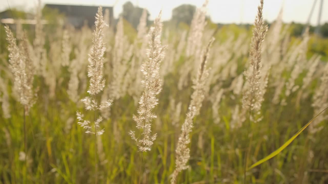 干羽毛草的田野视频素材