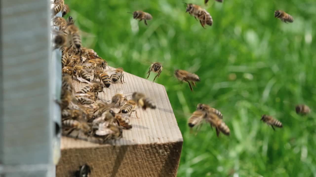 蜜蜂围着蜂箱转，把新鲜的花蜜和花粉放在蜂箱里。慢动作视频。养蜂场。视频素材