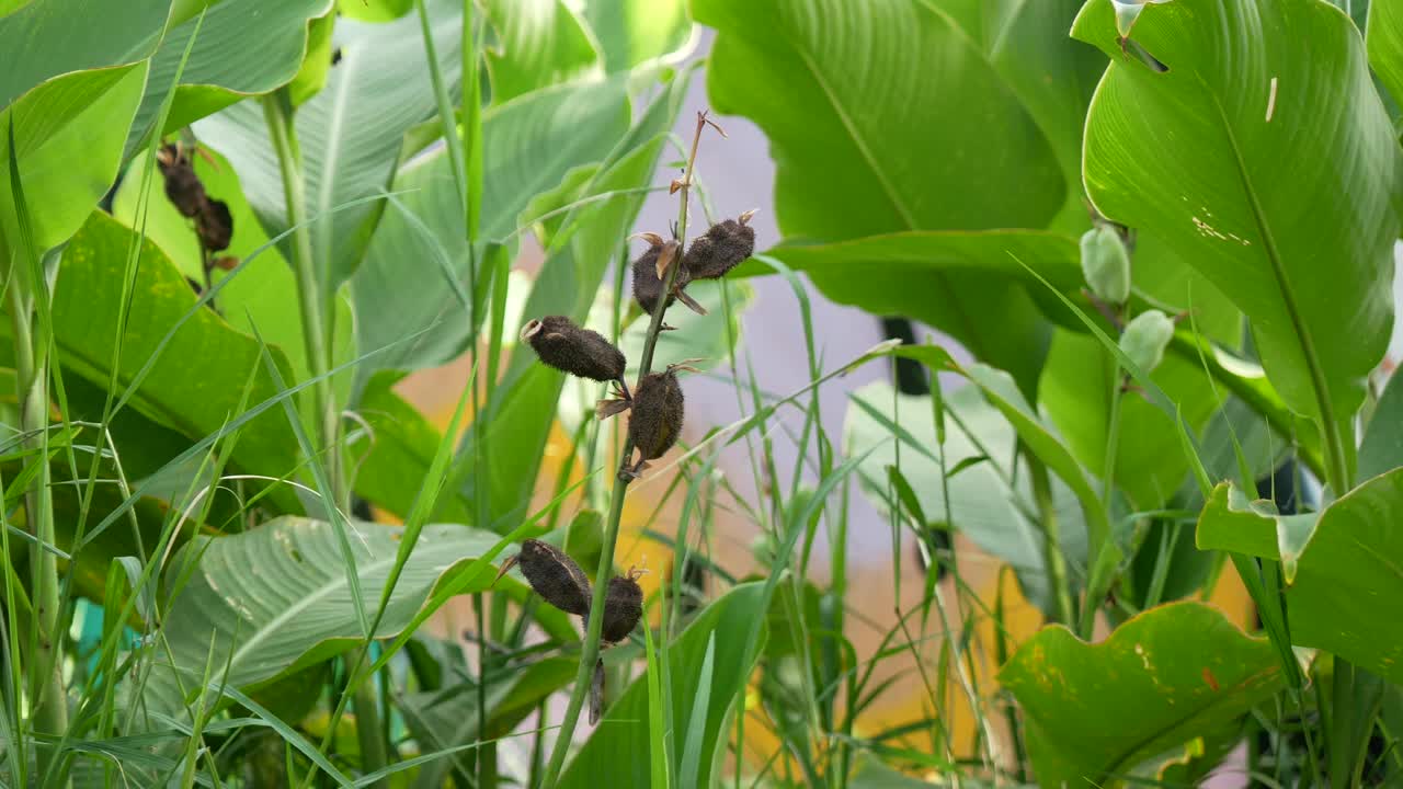 在花园里，一种有棕色果实和种子的植物视频素材