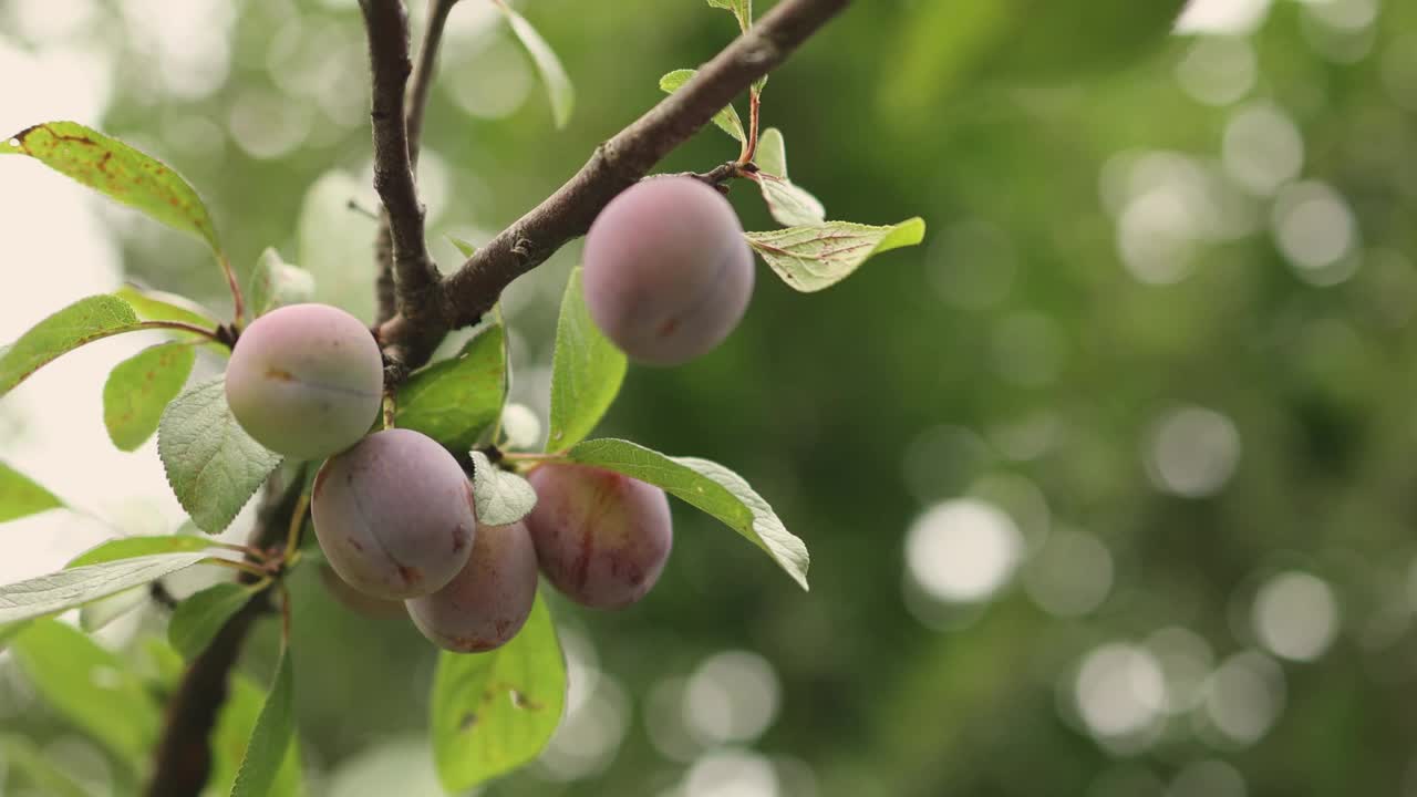 有机成熟多汁的红紫樱桃李子或梅花挂在早午餐水果视频素材