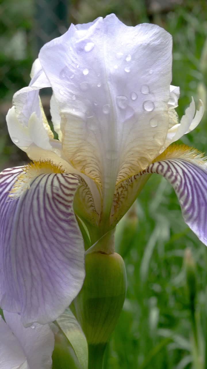 花瓣上有雨滴的紫色鸢尾花，生长在花坛或后院。视频素材