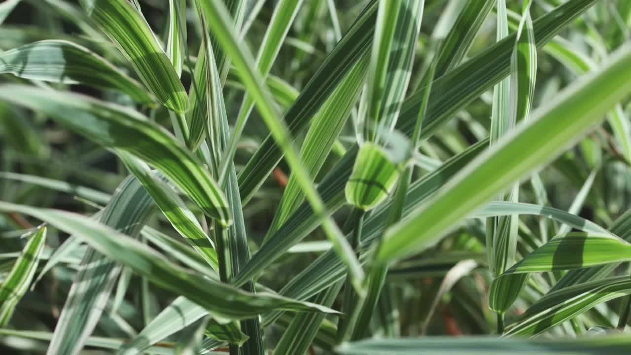 绿白草蝴蝶兰背景视频素材