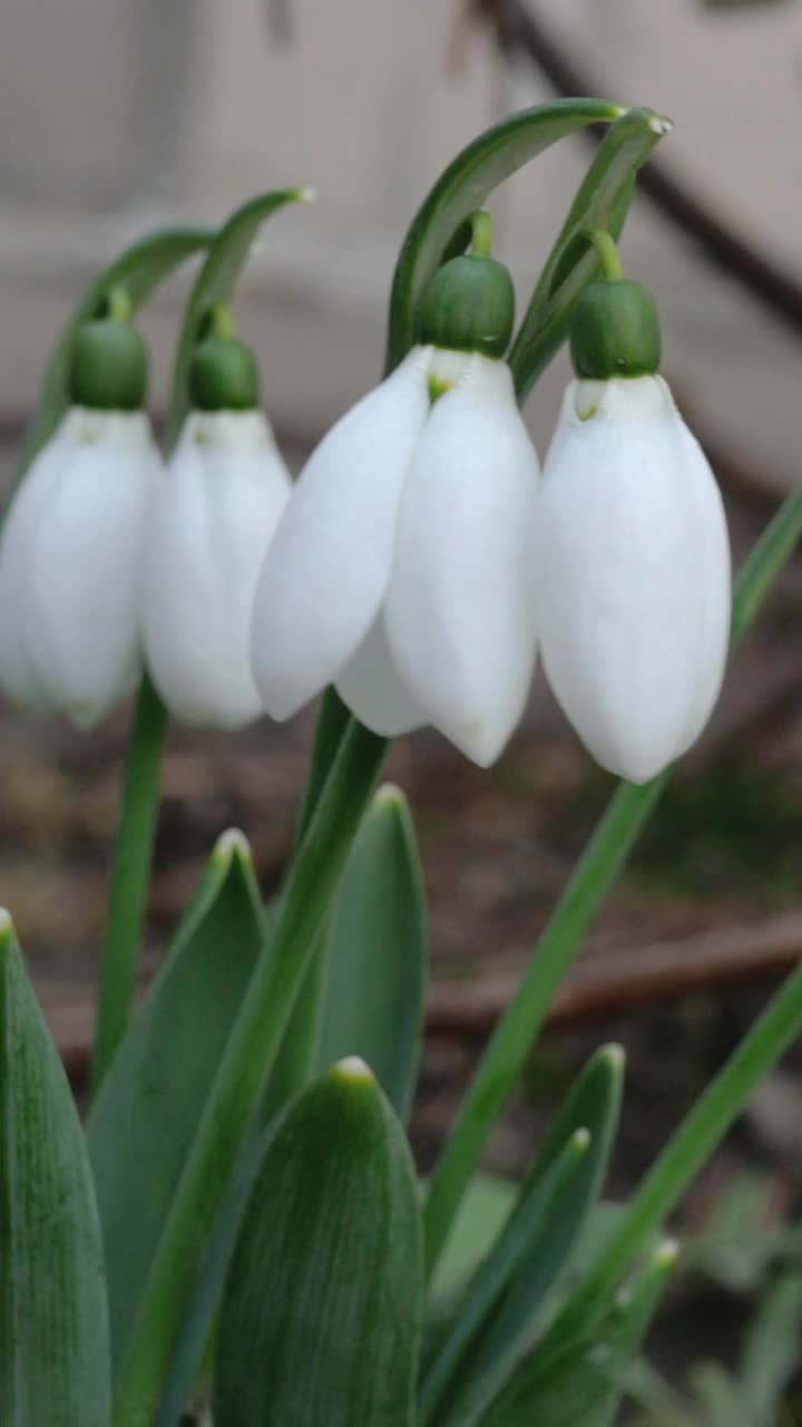 白色的小春花雪花莲或普通雪花莲(雪花莲)。在后院或花园里。早春开花。视频素材