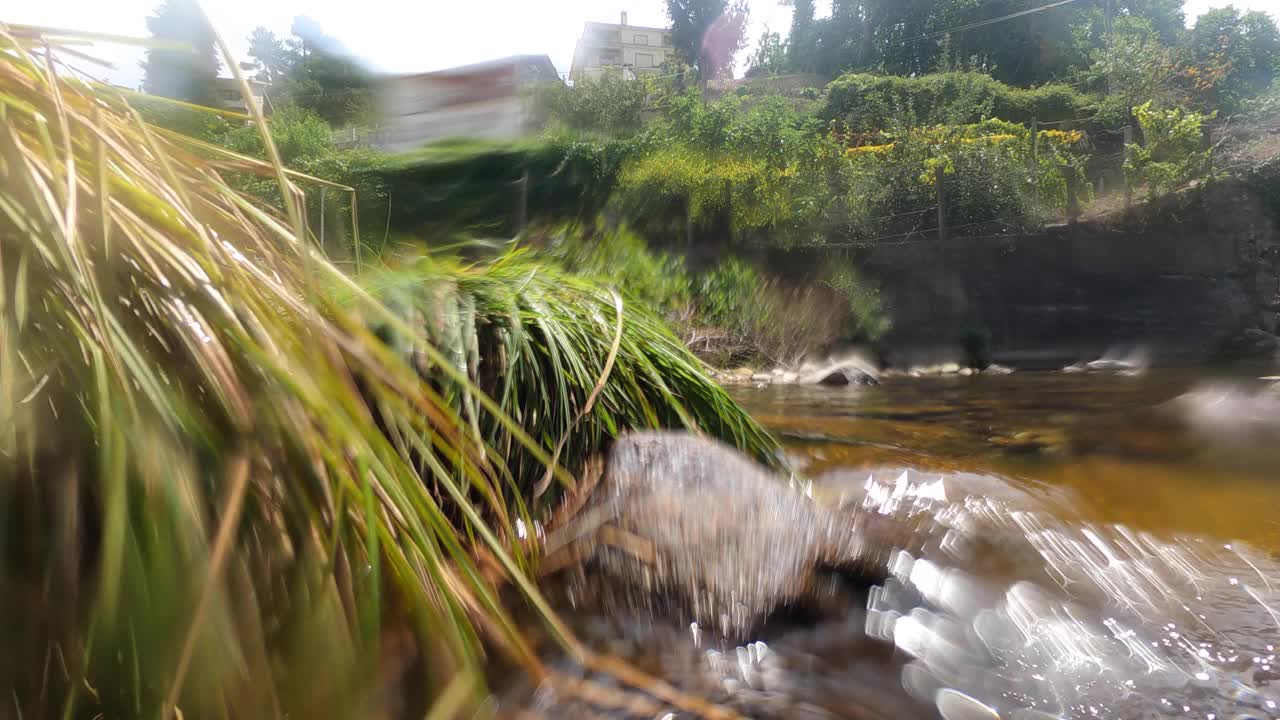 河流-水-沼泽-植物-自然视频素材