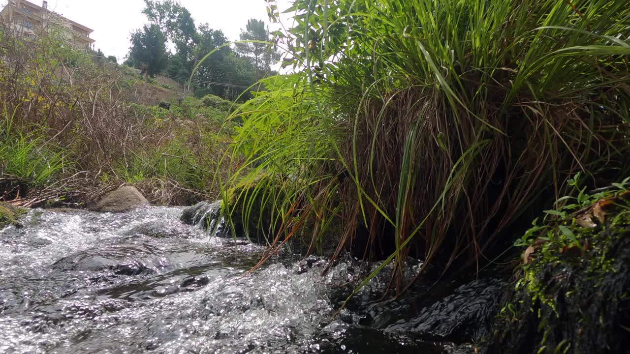 河流-水-沼泽-植物-自然视频素材