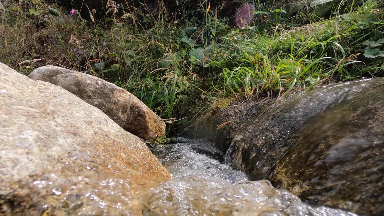 河流-水-沼泽-植物-自然视频素材