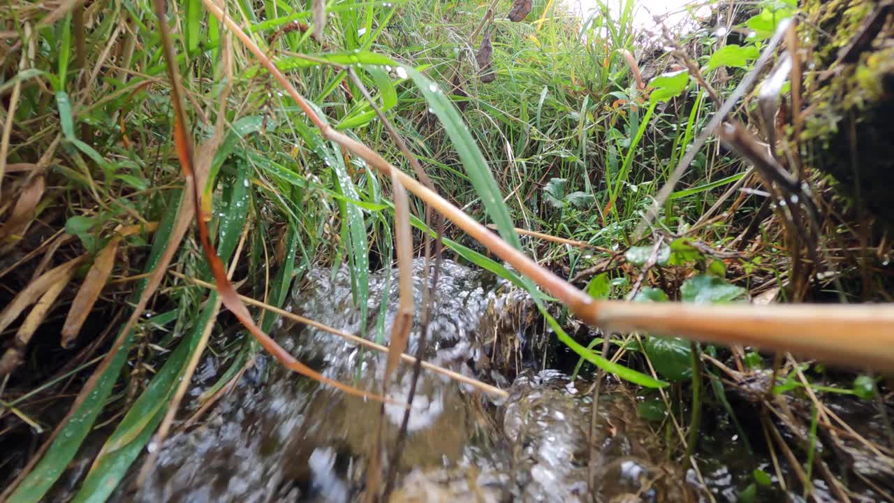 河流-水-沼泽-植物-自然视频素材