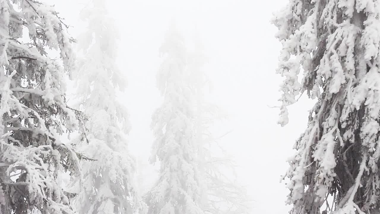 冬天树下的雪。冬天山脉。乌克兰喀尔巴阡山Dragobrat视频素材